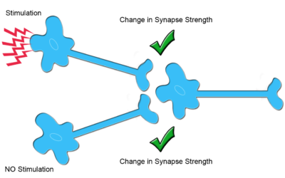 What Is Synaptic Plasticity and Why Is It Important to You?